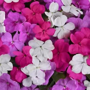 Impatiens Beacon Chicago Mix 48 plants per tray (Reg. 39.92)